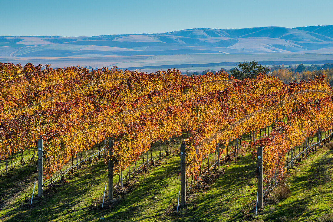 Rows of wine grape vines at Waters Vineyards; Walla Walla, Washington.