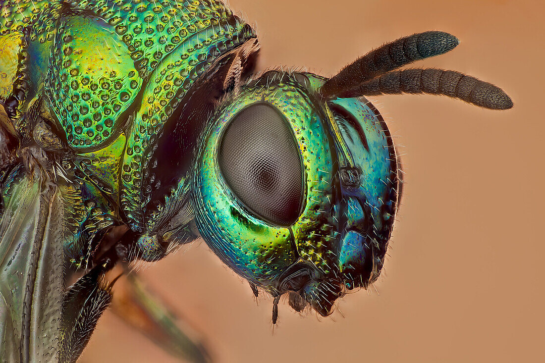 Eine Art von Kuckuckswespe, es gibt über 3000 Arten. Parasitoid oder Cleptoparasitische Wespen, diese hier ist stark skulpturiert, mit glänzend gefärbtem, metallähnlichem Körper