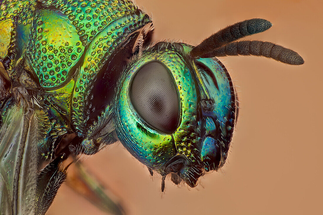 Some kind of cucko wasp, there arer over 3000 species. Parasitoid or cleptoparasitic wasps, this one is highly sculptured, with brilliantly colored metallic-like body