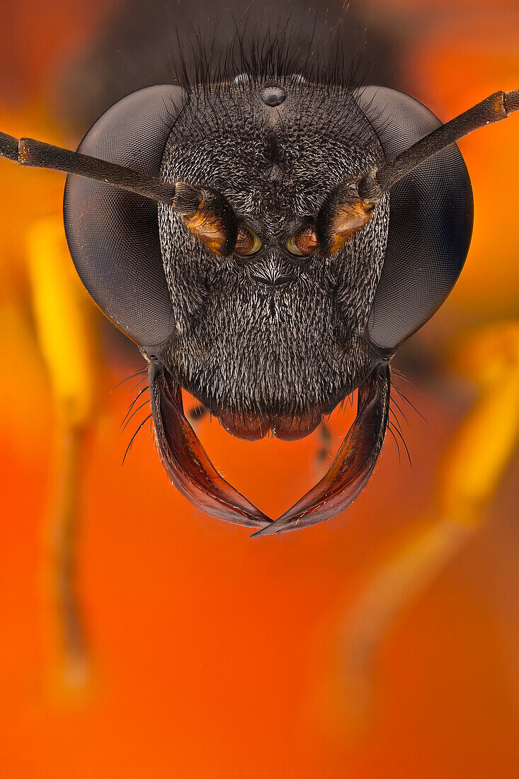 Porträt einer Schlammpeitzgerwespe; der Name kommt von den Nestern, die von den Weibchen gebaut werden und aus Schlamm bestehen, der von den Wespen an Ort und Stelle geformt wird.