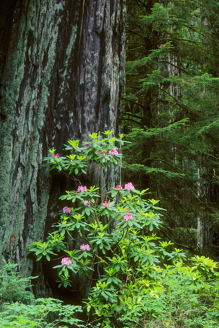 Blühender Rhododendron und Stamm eines riesigen Redwood-Baums; Prairie Creek Redwoods State Park/Redwoods National Park, Kalifornien.