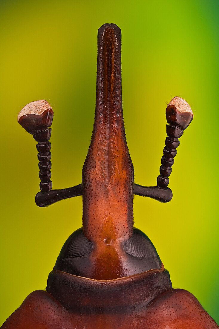 Rhynchophorus ferrugineus or red palm weevil; it is killing all palm trees in Spain, originary from South east Asia it is believed it came to Spain in some imported palm trees from Egypt