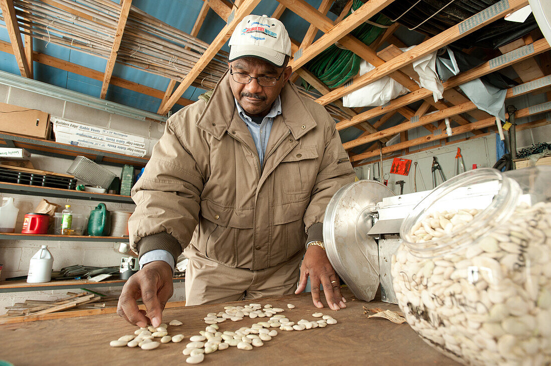 Man sorting lima beans on a table