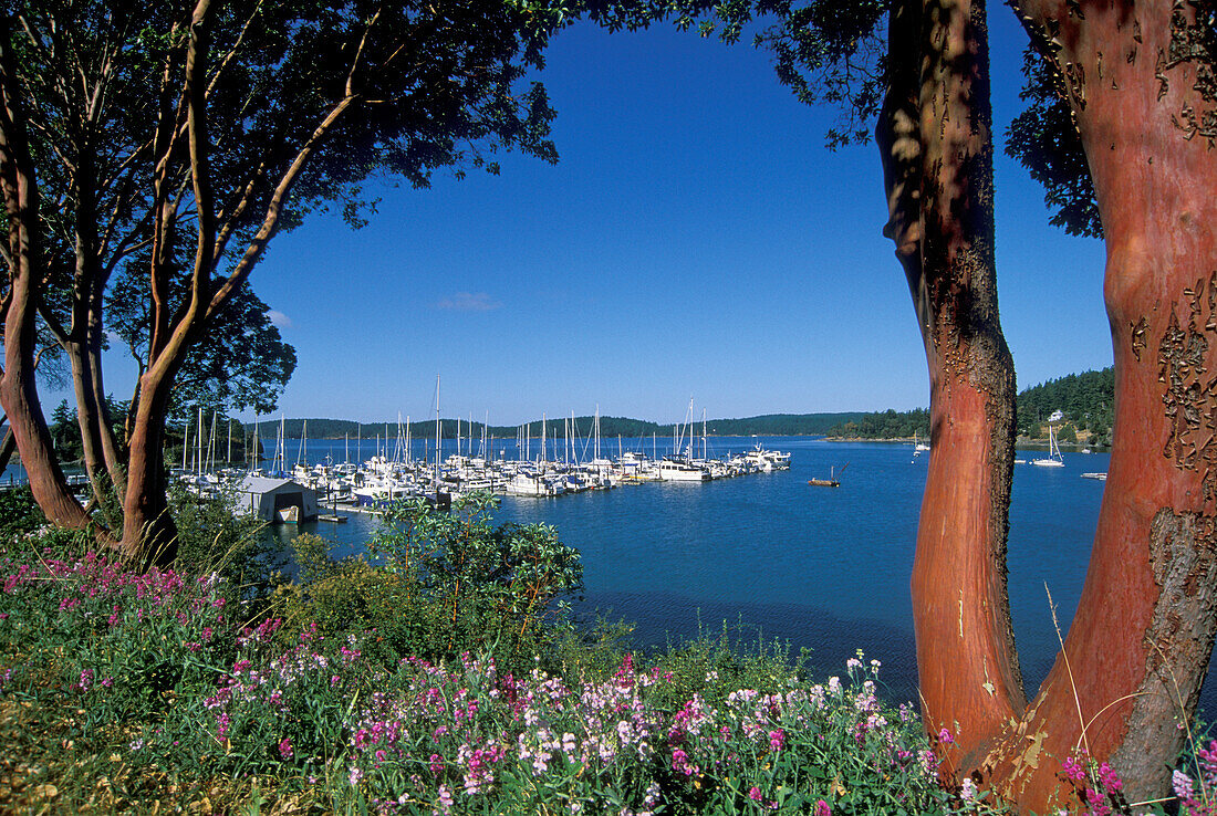 Boats at Westsound Marina framed by Madrone trees; Orcas Island, San Juan Islands, Washington.