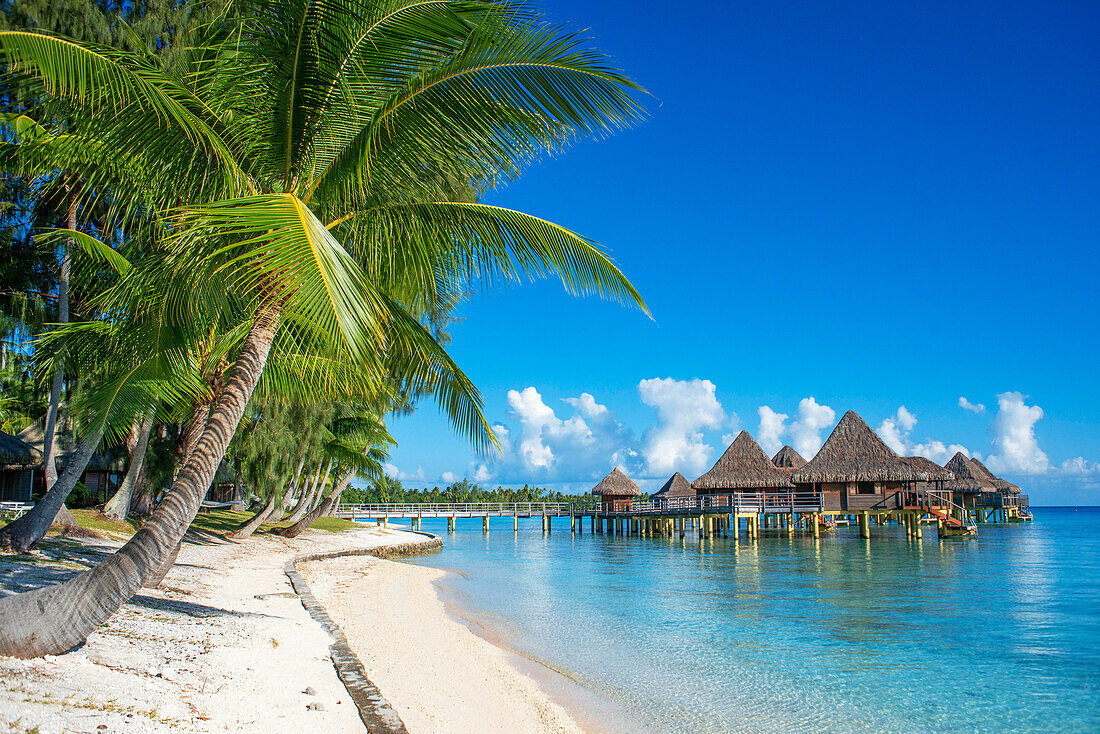 Palms and beach of the Luxury Hotel Kia Ora Resort & Spa on Rangiroa, Tuamotu Islands, French