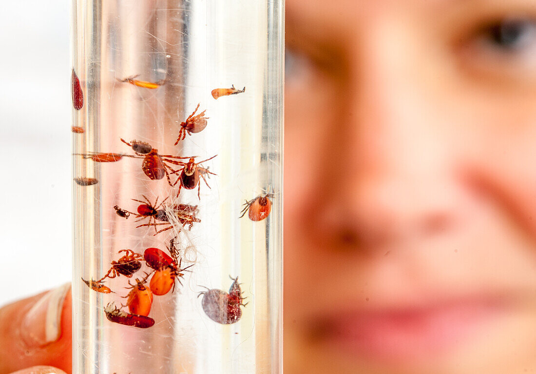 Wissenschaftlerin untersucht gefangene Insekten in einem Röhrchen mit Flüssigkeit