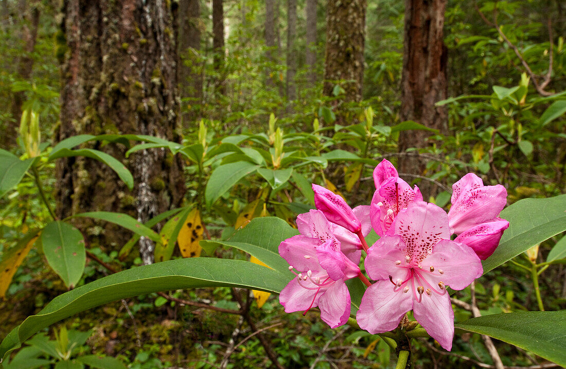 Blühender Rhododendron im Wald; McKenzie River Trail, Willamette National Forest, Oregon.