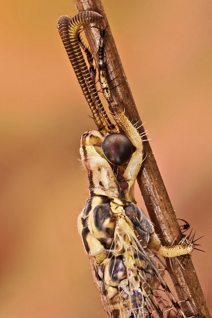 Antlions are easily distinguished from damselflies by their prominent, apically clubbed antennae which are about as long as head and thorax combined.