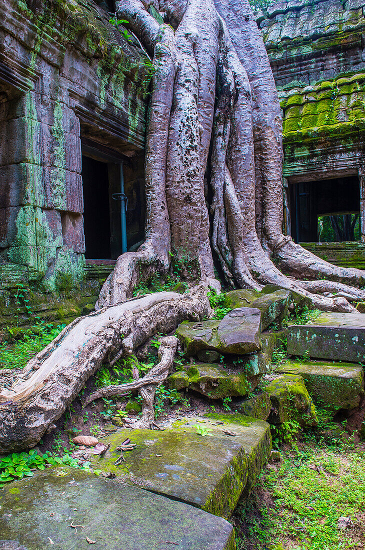 Der Ta-Prohm-Tempel in Angkor Thom, Siem Reap, Kambodscha