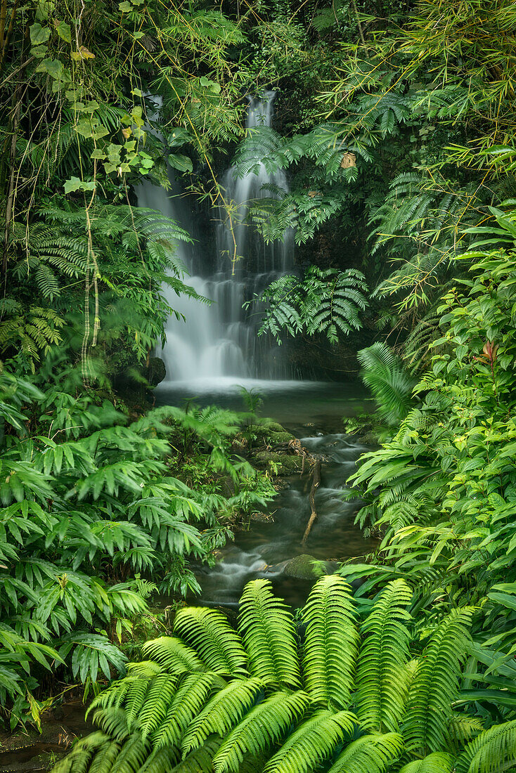 Wasserfall auf dem Weg zu den Akaka Falls; Akaka Falls State Park, Hamakua Coast, Insel Hawaii.