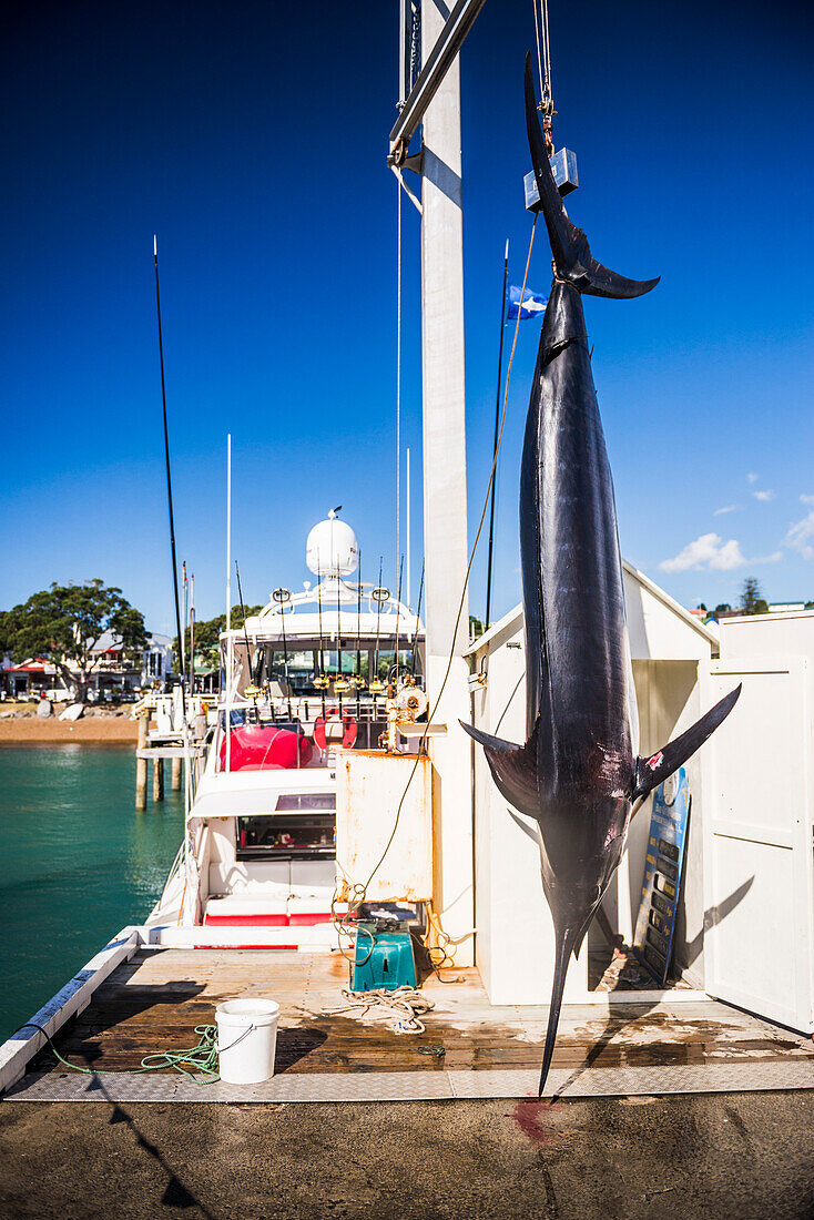 Big Marlin caught by game fishing boat at Russell, Bay of Islands, Northland Region, North Island, New Zealand