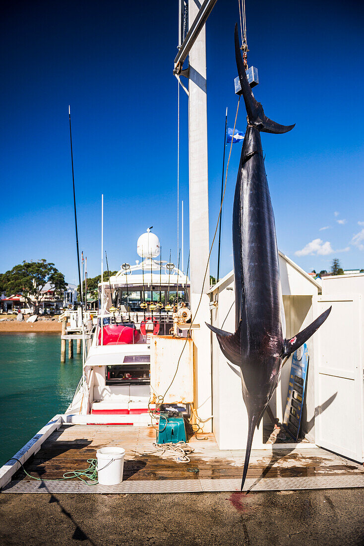 Großer Marlin, gefangen von einem Sportfischerboot bei Russell, Bay of Islands, Region Northland, Nordinsel, Neuseeland