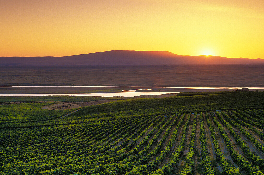 Sunset over the Columbia River, Hanford nuclear site and Rattlesnake Mountain from Sagemoor Vineyards, Columbia Valley, Washington.