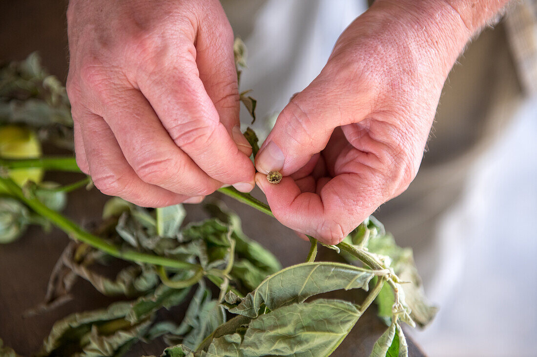 Close up of hands examining a flower in Ganta, Liberia