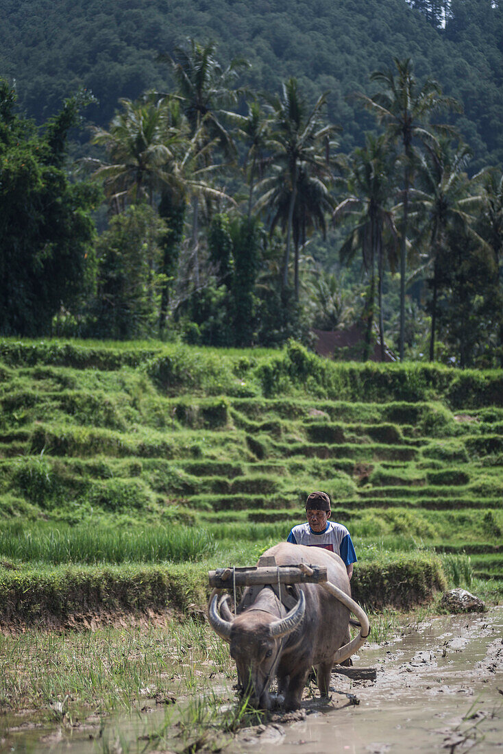 Pflügen eines Reisfeldes mit einem Wasserbüffel in der Nähe von Bukittinggi, West-Sumatra, Indonesien