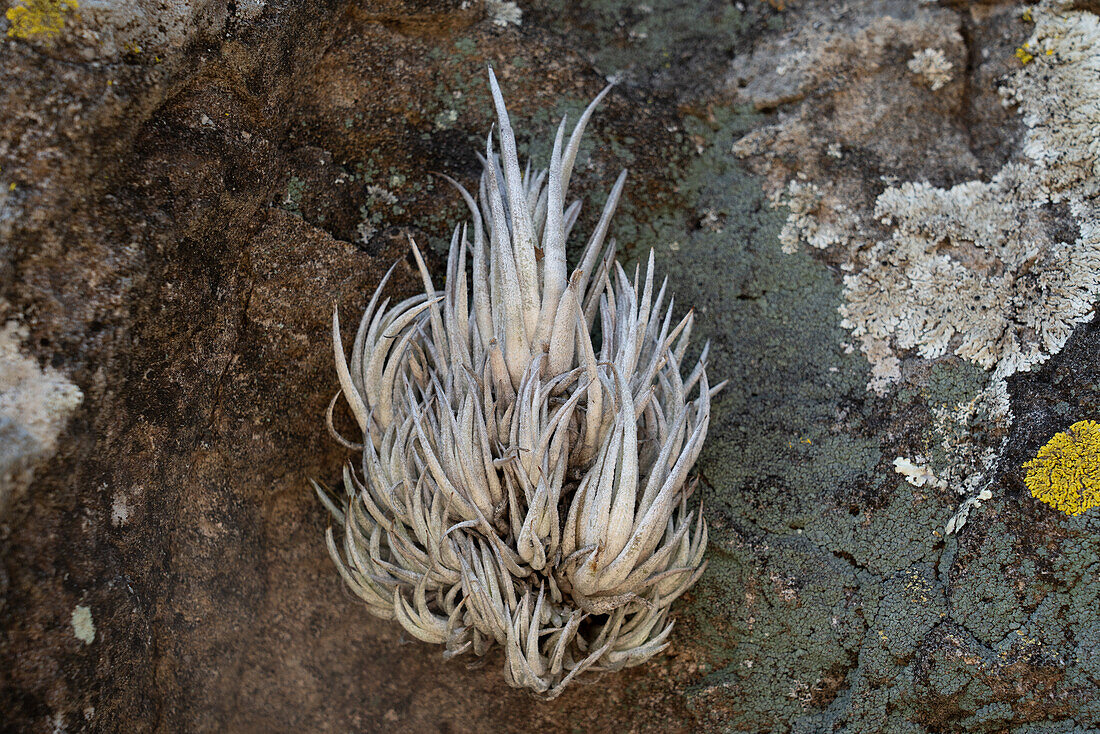 Bromeliads growing on a cliff face in the UNESCO World Heritage Site of the Prehistoric Caves of Yagul and Mitla in the Central Valley of Oaxaca, Mexico.