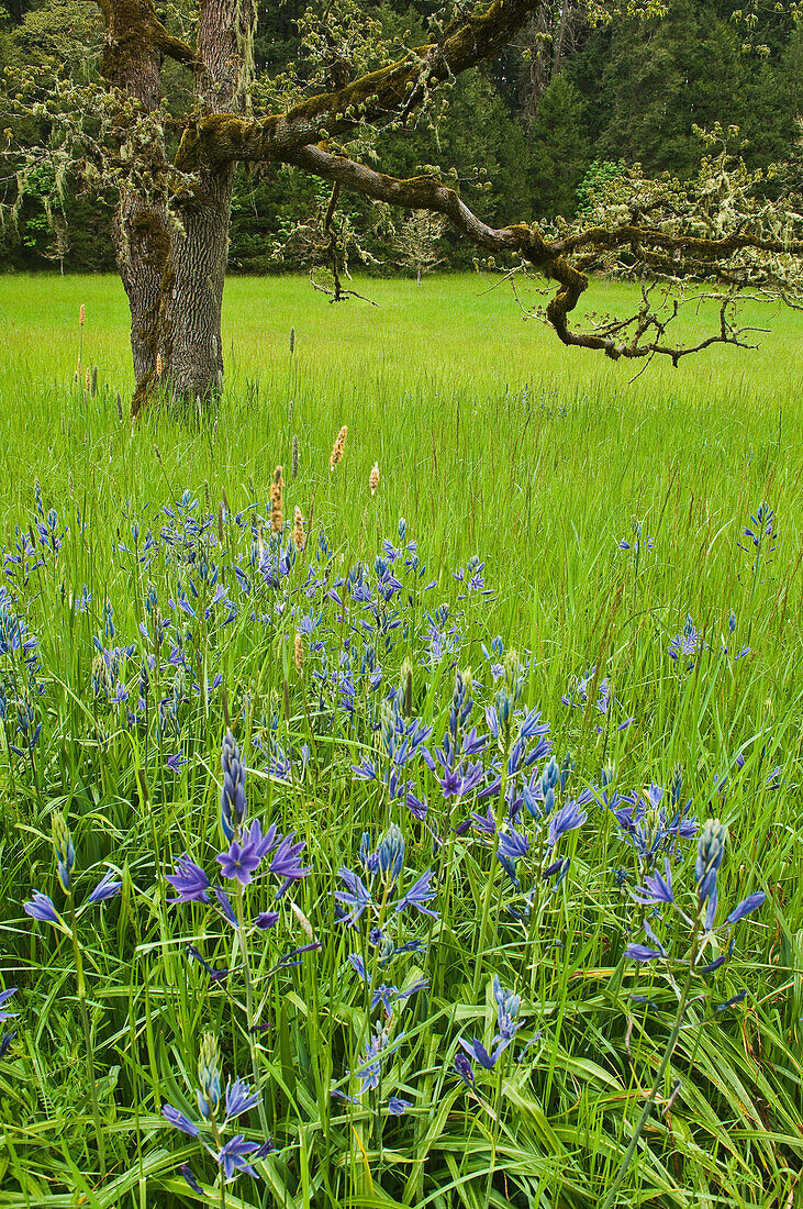 Great Camas flowers and Oregon oak at Mount Pisgah Arboretum, Lane County, Oregon.