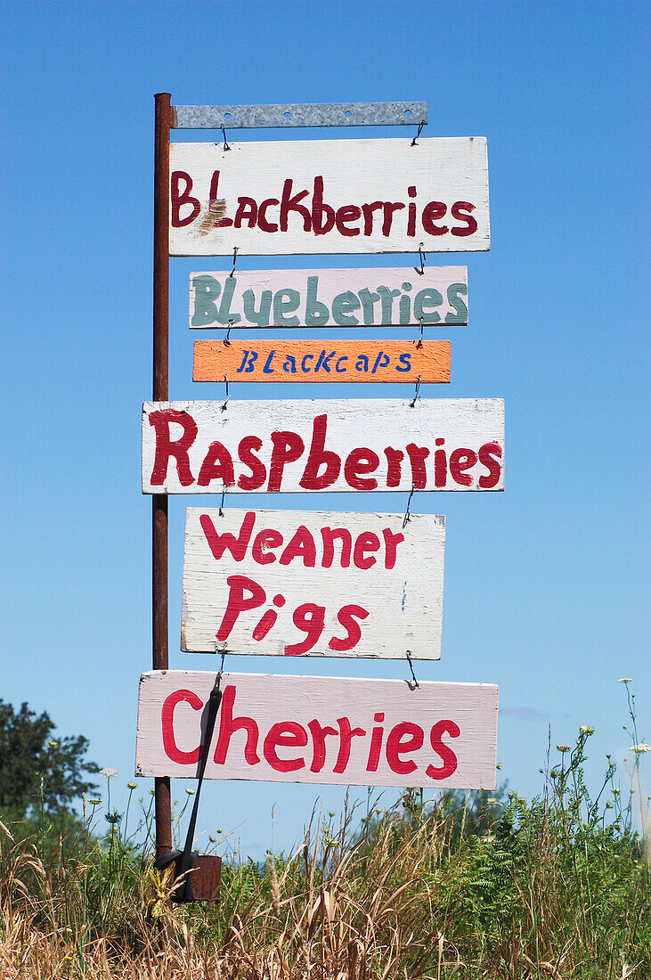 Duyck's Peachy-Pig Farm & Produce Stand Schild; ländliches Washington County bei Farmington, Willamette Valley, Oregon.