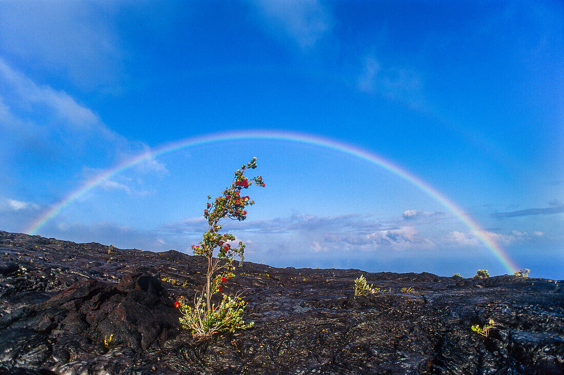 Doppelter Regenbogen über einem Ohiabaum, der in einem Lavastrom wächst; Chain of Craters Road, Hawaii Volcanoes National Park.