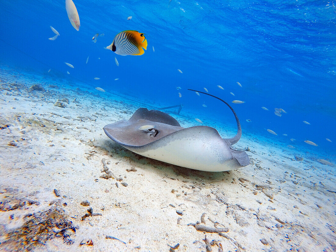 Sting rays in the shallow waters of the Bora Bora lagoon, Moorea, French Polynesia, Society Islands, South Pacific. Cook's Bay.