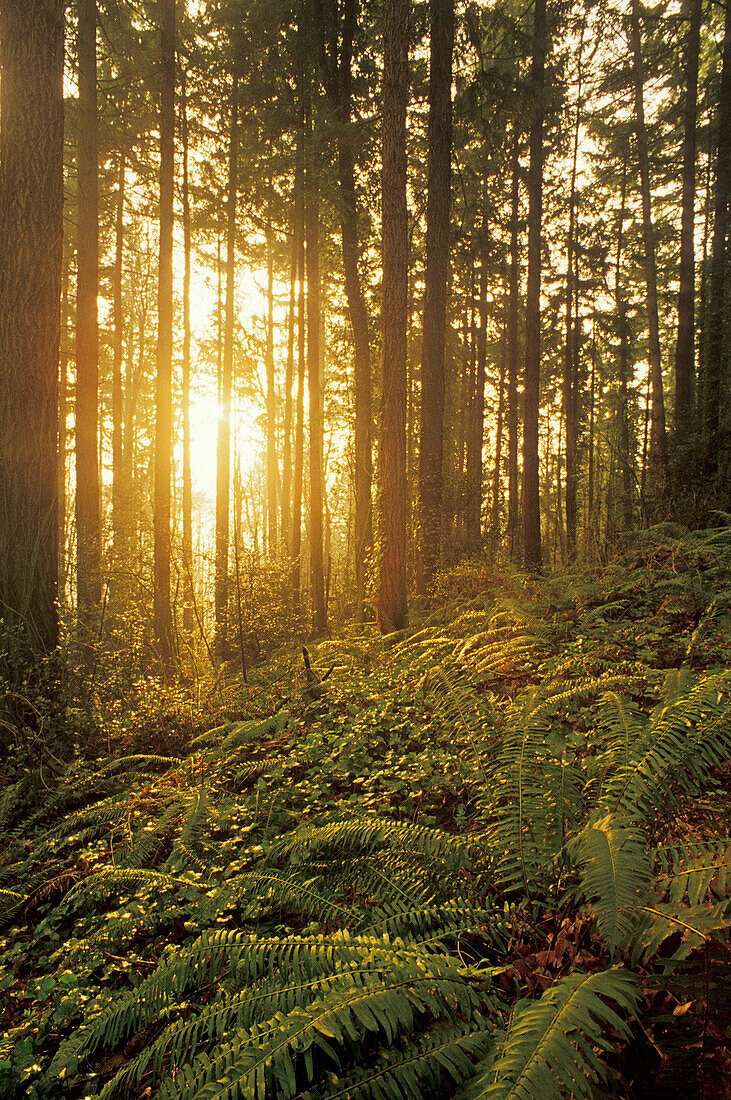 Sonnenlicht, das durch einen Wald aus Douglasien mit Farnen und Efeu am Boden fällt; Forest Park, Portland, Oregon.
