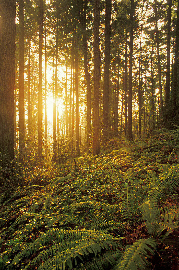 Sunlight streaming through Douglas Fir tree forest with ferns and ivy ground cover; Forest Park, Portland, Oregon.