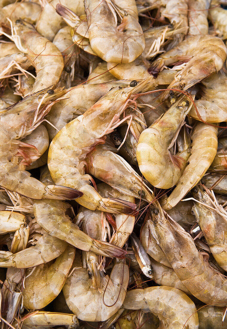 Frische Shrimps zum Verkauf auf dem Shrimp-Markt in der Innenstadt von Mazatlan, Sinaloa, Mexiko.