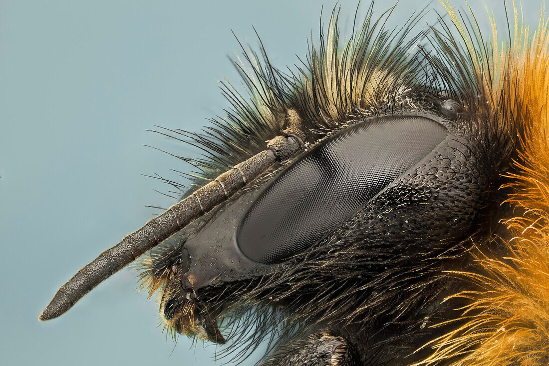 Hummeln sind gesellige Insekten, die sich durch schwarze und gelbe Körperhaare auszeichnen, die oft in Bändern angeordnet sind. Einige Arten haben jedoch auch orange oder rote Körperhaare oder sind ganz schwarz.