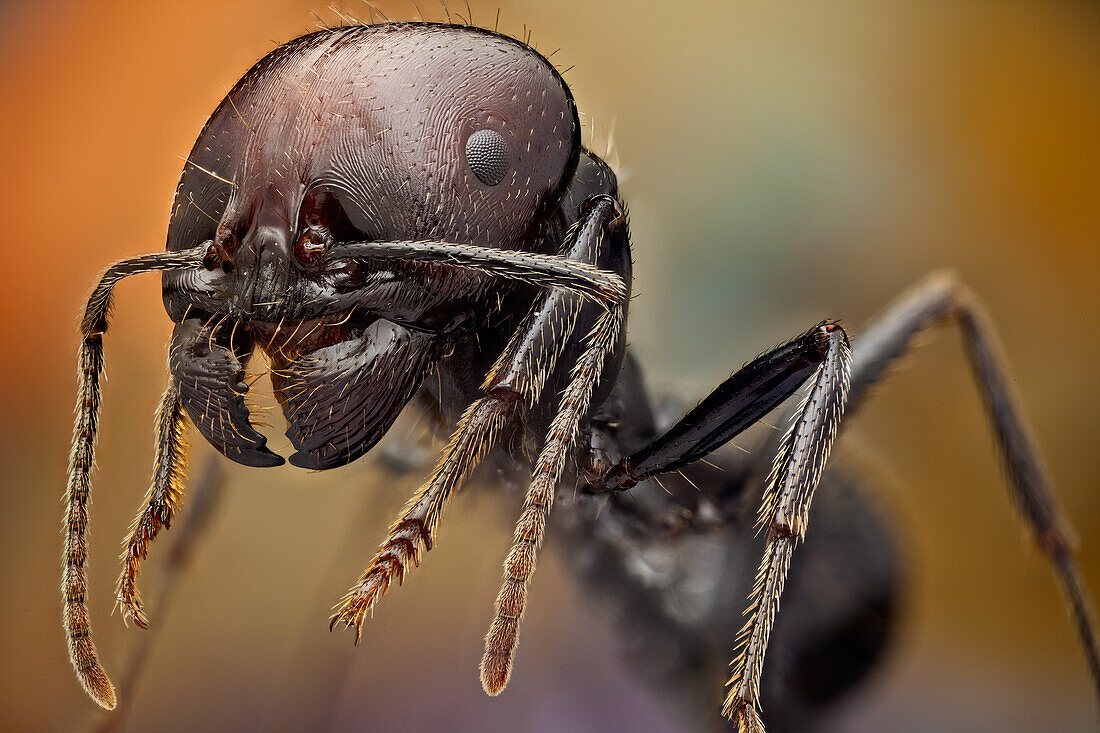 Soldier ants are easily identified because of their bigger heads and powerful mandibles