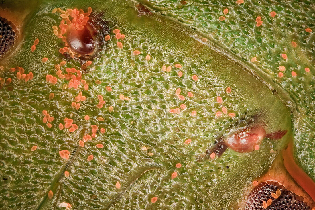 Nahaufnahme einer Nezara viridula von oben, die beide Ozellen und das Ommatidium beider Augen zeigt, orangefarbene Flecken sind Pollenkörner