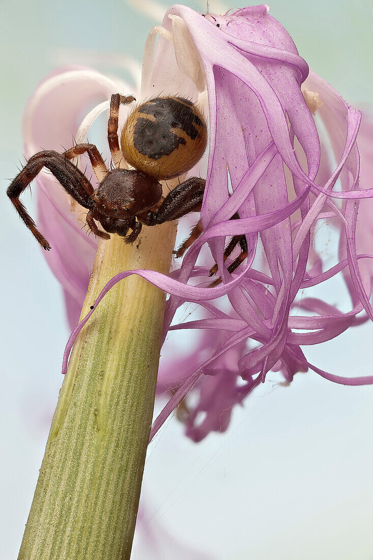 Eine Krabbenspinne, die normalerweise in Blumen zu finden ist; wegen des Zeichens auf ihrem Hinterleib auch als Napoleonspinne bekannt