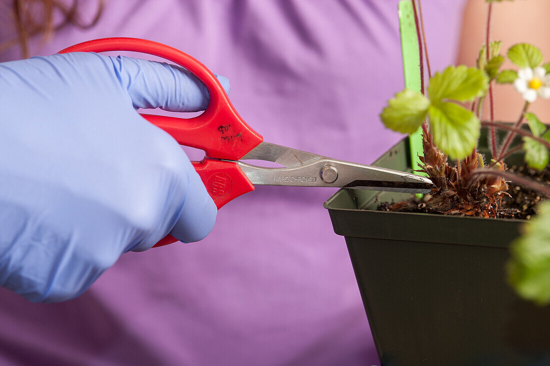 Eine blau behandschuhte Hand schneidet eine Pflanze mit einer Schere in einem pflanzenwissenschaftlichen Labor in College Park, Maryland
