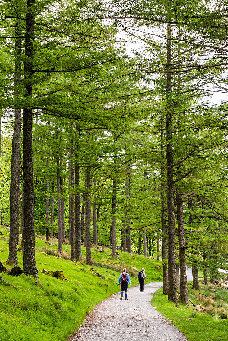 Forest at Buttermere Lake, Lake District, Cumbria, England