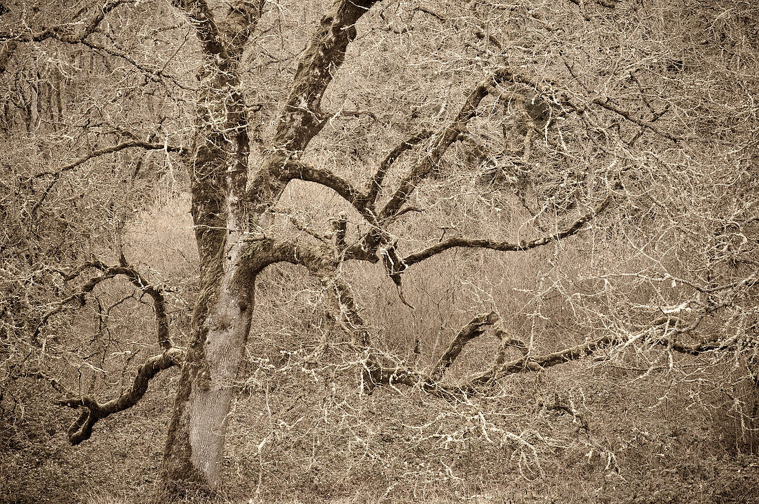 Eichenbaum mit Flechten und Moos im Winter im Ridgefield National Wildlife Refuge im Südwesten Washingtons