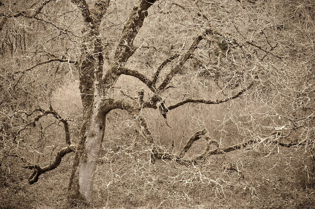 Oak tree with lichen and moss in winter at Ridgefield National Wildlife Refuge in southwest Washington