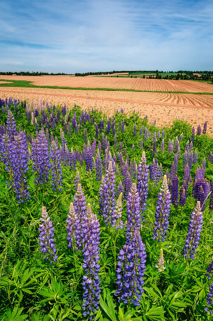 Wild Lupine blooming along the road on the edge of furrowed potato fields; Prince Edward Island, Canada.