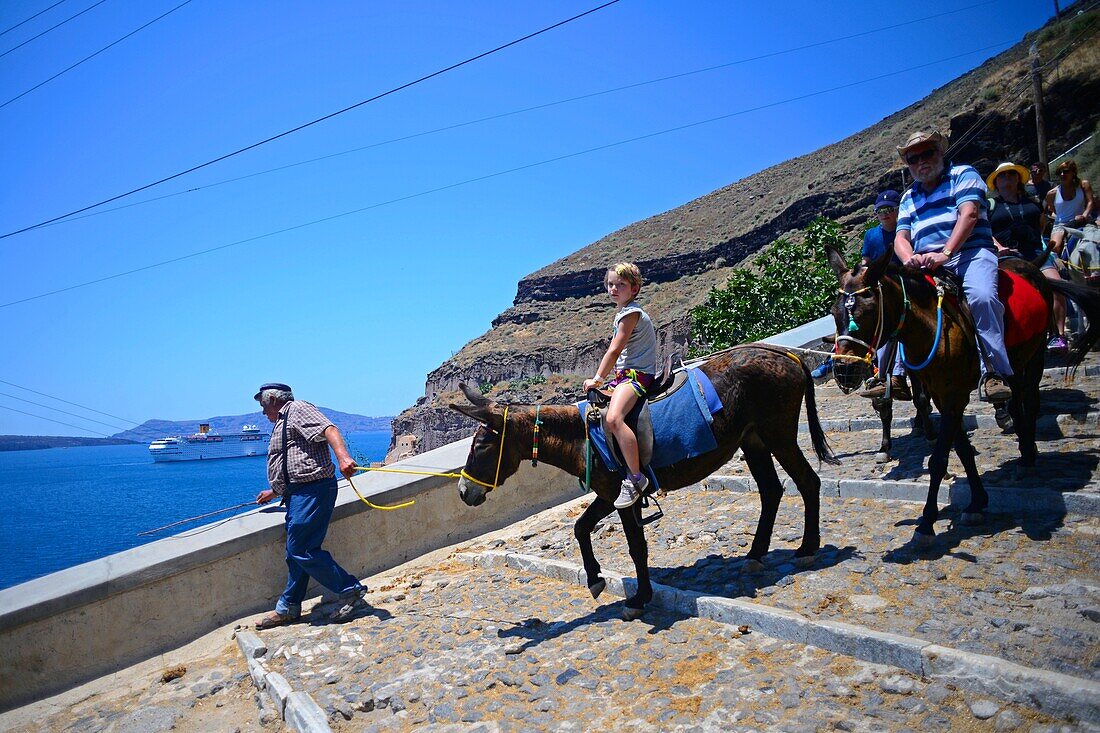 Mule taxis and donkey riding in Fira, Santorini, a cruel tradition that contributes to animal abuse, according to many animal welfare organisations.