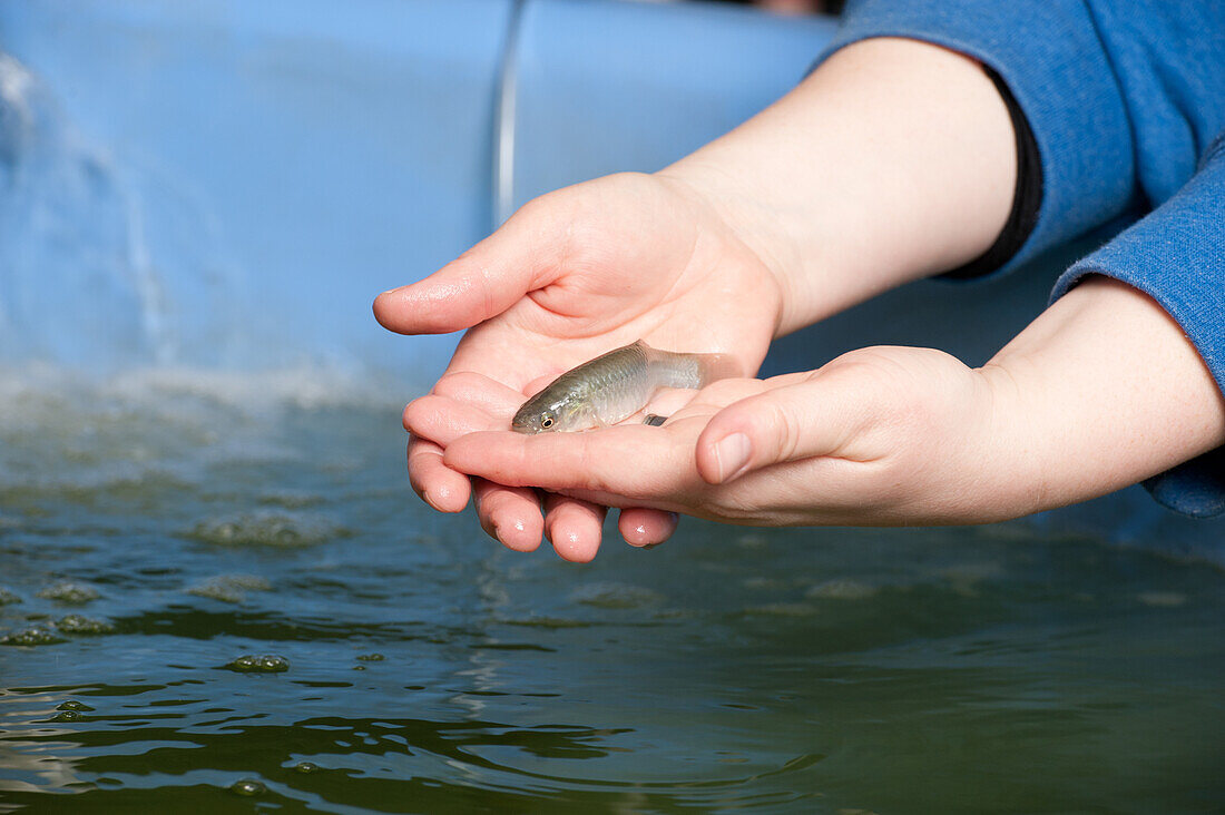 Ein Wissenschaftler hält einen Fisch und forscht in einem Aquakulturlabor an der Delaware State University