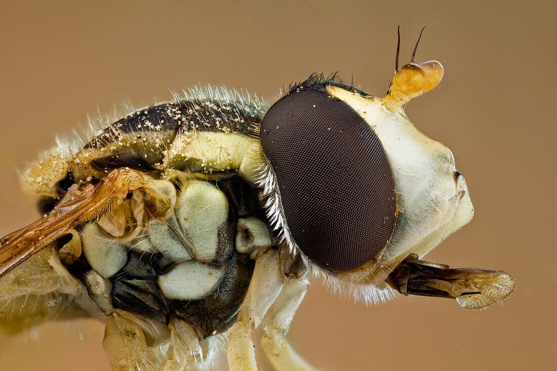 Episyrphus balteatus, manchmal auch Marmeladenschwebfliege genannt; wie die meisten anderen Schwebfliegen ahmt sie ein viel gefährlicheres Insekt nach, die einsame Wespe, obwohl sie eine recht harmlose Art ist