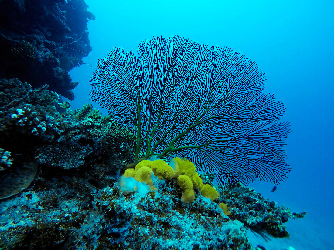 A healthy tropical coral reef hosting tabletop and staghorn corals and encrusting, colorful sponges with clear blue water. Malolo Island Resort and Likuliku Resort, Mamanucas island group Fiji