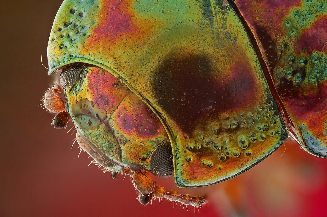 A head view of Chrysolina americana; magnification 6:1