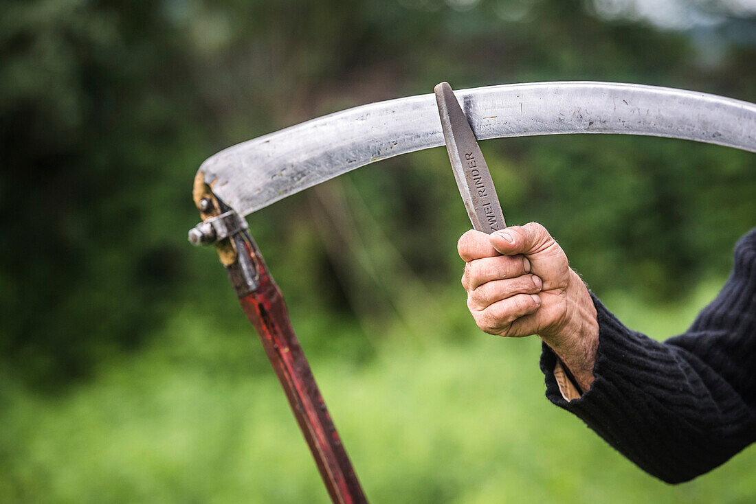 Man cutting grass with a sythe, Maramures, Romania