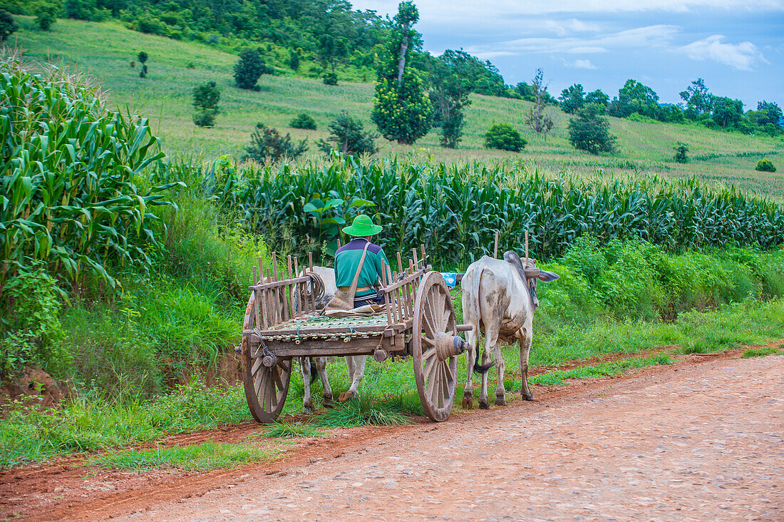 Burmese farmer riding ox cart in Shan state Myanmar