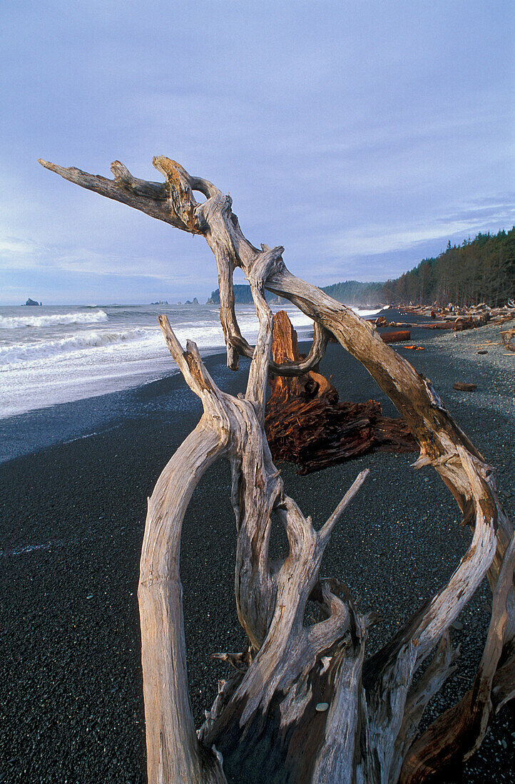 Driftwood on Rialto Beach, Olympic National Park, Washington.