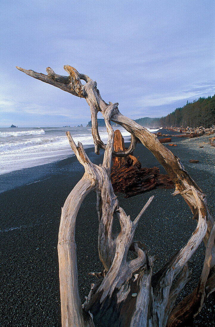 Treibholz am Rialto Beach, Olympic National Park, Washington.