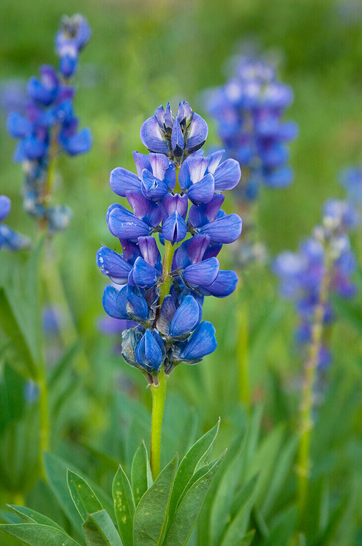 Blühende Lupine in Bird Creek Meadows, Mount Adams Recreation Area, Yakama Indian Reservation, Washington.