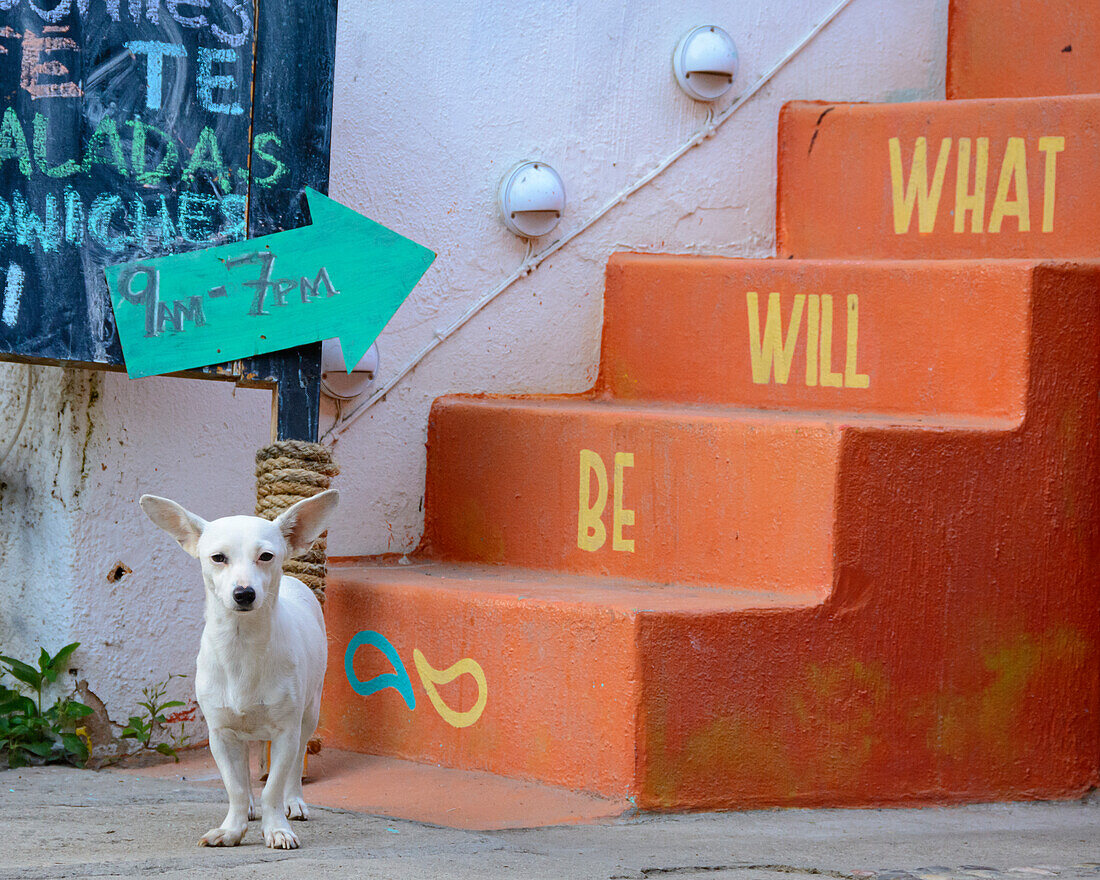 Chihuahua-Hund und Schilder; San Francisco ("San Pancho"), Nayarit, Mexiko.