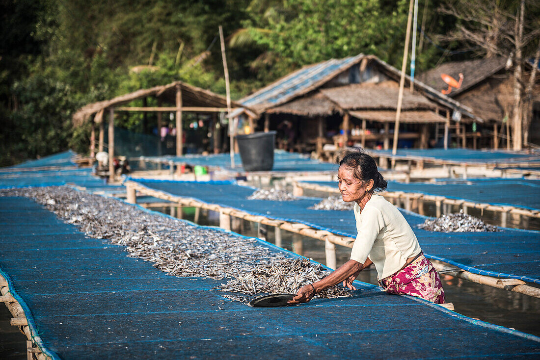 Trocknen von Fisch in der Sonne im Fischerdorf Tizit, Halbinsel Dawei, Region Tanintharyi, Myanmar (Birma)