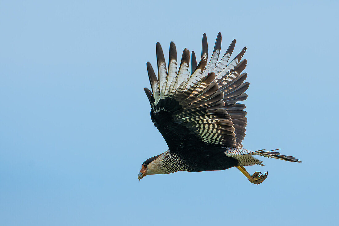 A Crested Caracara, Caracara plancus, in flight in the San Luis Province, Argentina.