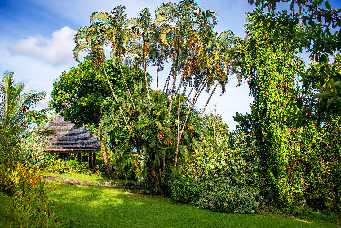 Palmen an der Route de ceinture, Tahiti Nui, Gesellschaftsinseln, Französisch-Polynesien, Südpazifik.